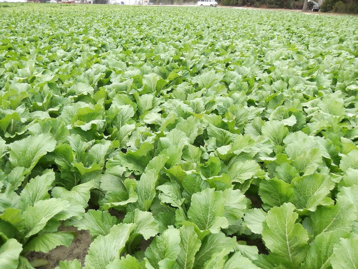 Florida Broadleaf Mustard Greens Seeds | Non-GMO | Fast Growing | Brassica juncea | Heat & Cold Tolerant
