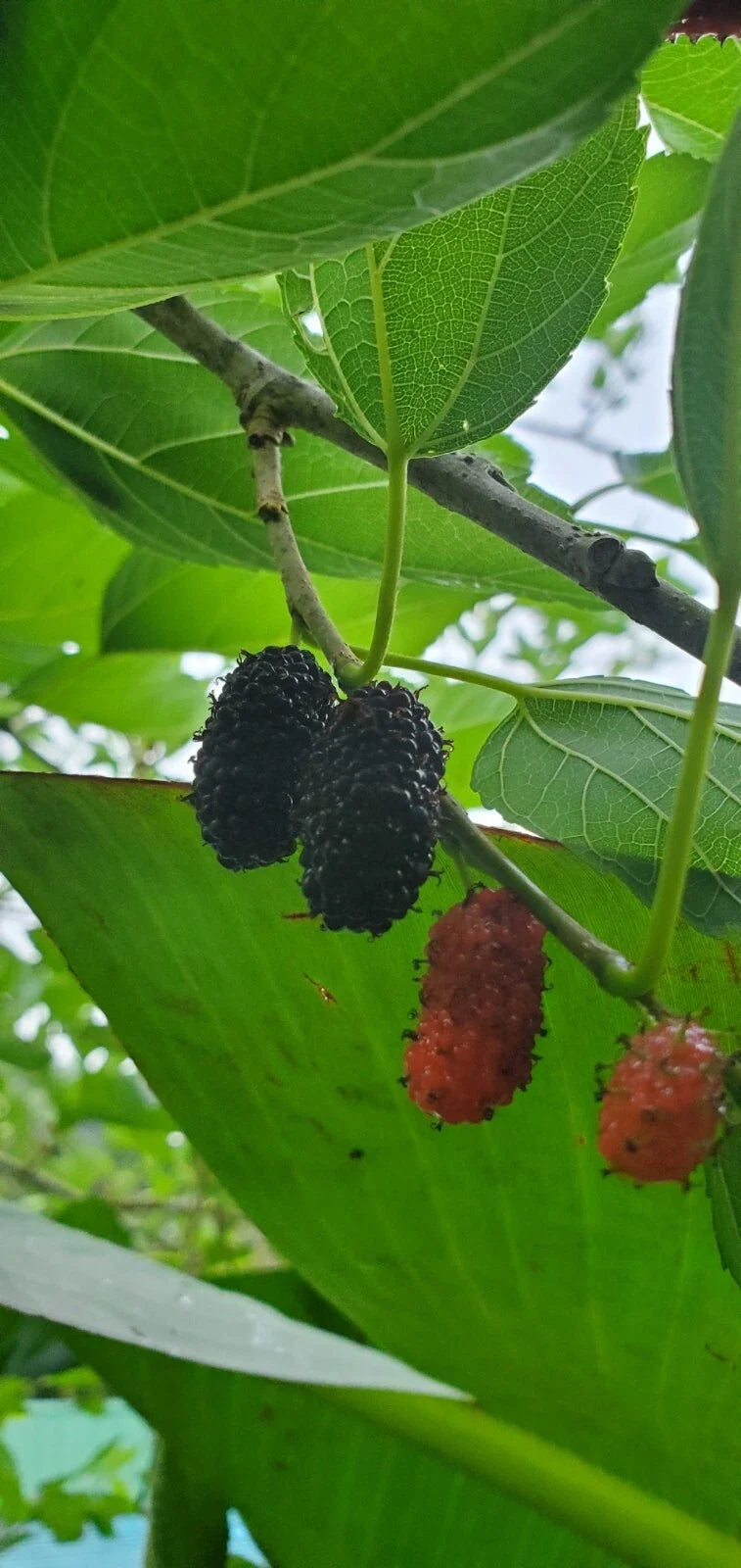 Mulberry Fruit Tree Rooted Cutting Fruiting Variety Morus spp. Sweet Fruits for Backyard Garden Urban Orchard