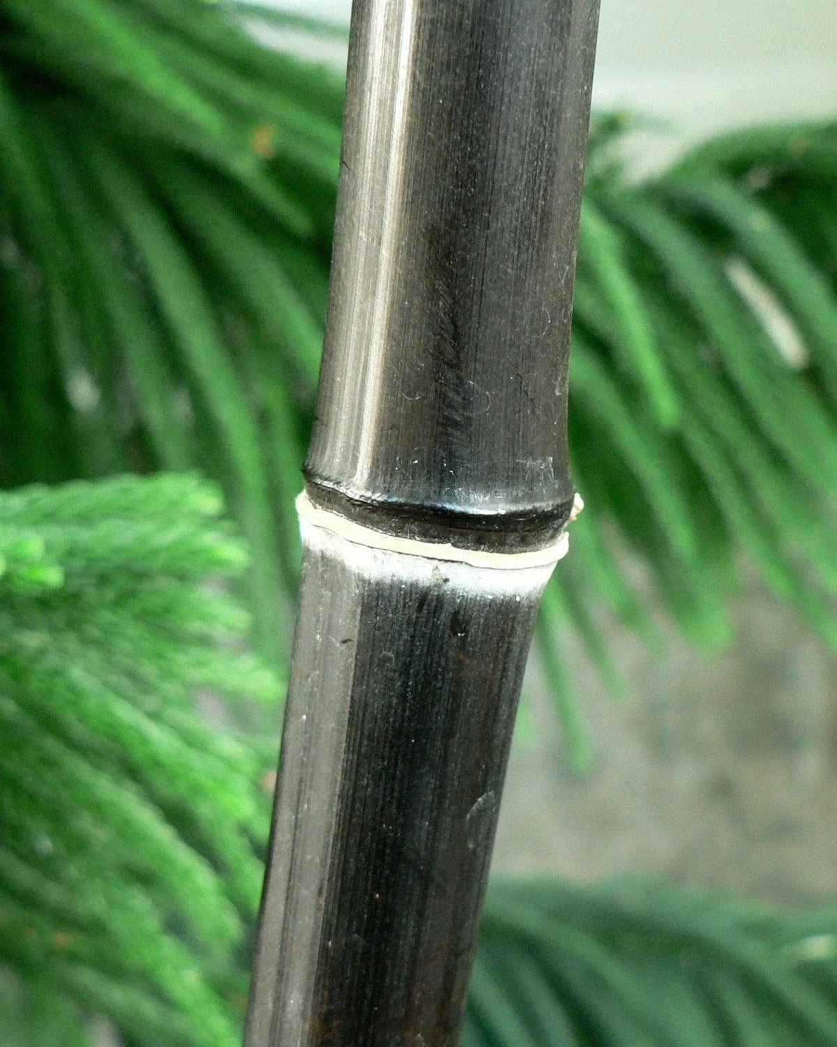 Black Bamboo Plant - 1 Gallon - Phyllostachys Nigra - Lush Foliage, Hardy Perennial for Privacy & Beauty