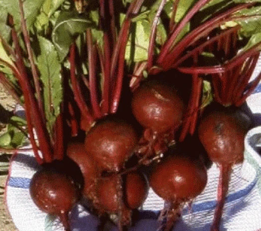 Heirloom Beet Seeds - 25 Count Detroit Dark Red Non-GMO | Beta vulgaris | Organic Vegetable Seeds for Home Garden