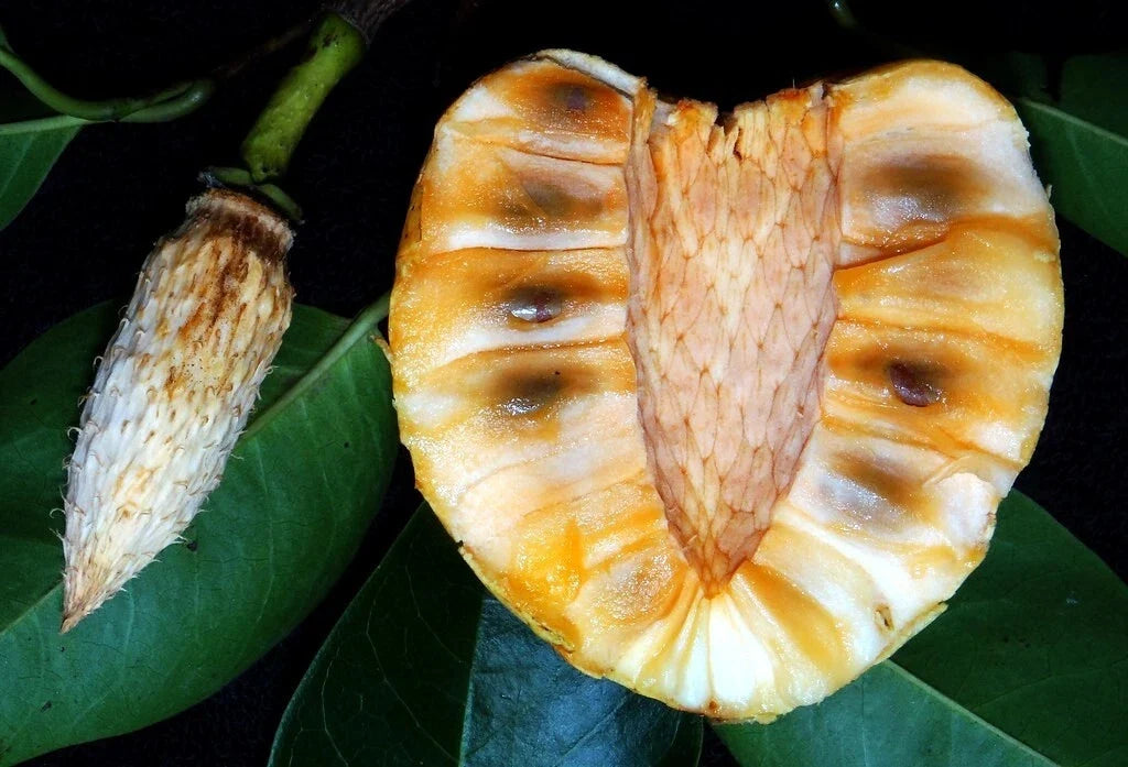 Pond Apple Tree Seeds - 5 Pack - Rare Annona glabra - Tropical Alligator Apple Fruit Seeds for Home Gardens