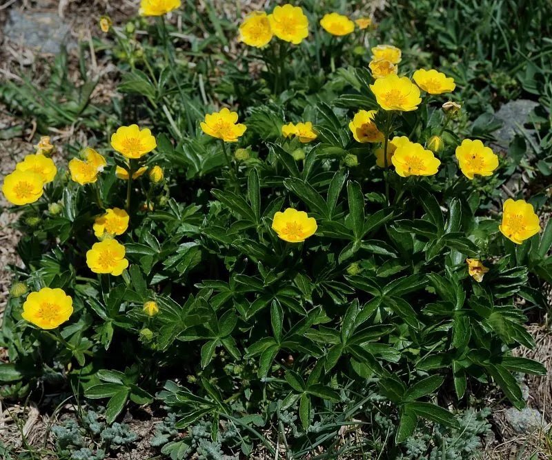 Aurea Potentilla Seeds 5000 Count - Bright Yellow Perennial - Potentilla aurea - Low Maintenance Garden Plant
