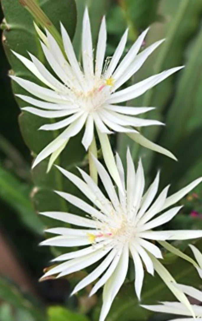 E Hookeri Orchid Cactus Cuttings - 2 Fresh 6-8" Fragrant Epiphyllum Hookeri for Propagation and Home Decor