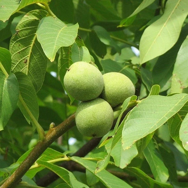 Live Black Walnut Tree 10"-40" Well-Rooted Plant Juglans nigra - Hardy Deciduous Tree for Gardens & Landscapes