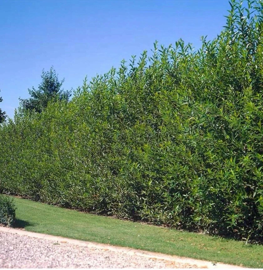 40 Fresh Cut Austree Hybrid Willow Tree Cuttings, Thick Cut, Fast Growing, Salix × sepulcralis, Ideal for Privacy Screens