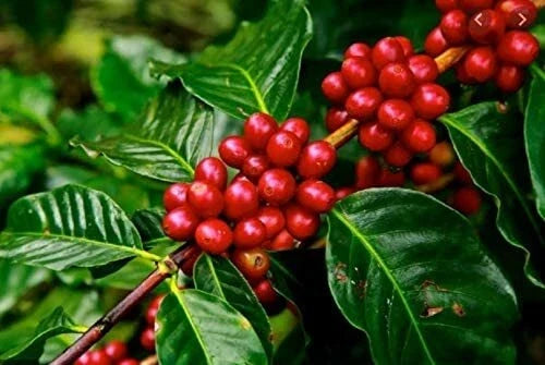 Arabica Coffee Tree Seeds - 5 Pack - Indoor Houseplant - Coffea arabica - Exotic Greenery for Home Gardening