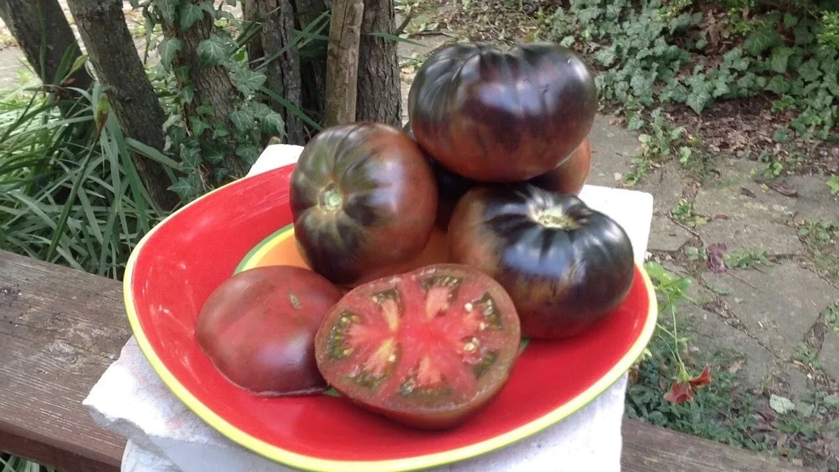 Black Beauty Tomato Seeds - Organic Heirloom - 10+ Seeds - Solanum lycopersicum - Rare Dark Variety for Home Gardeners