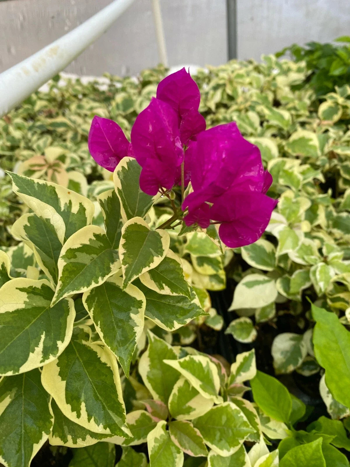Rooted Bougainvillea Starter Plant - 4-Inch Pot - Vera Variegata Purple - Bougainvillea spp. - Deep Purple Blooms