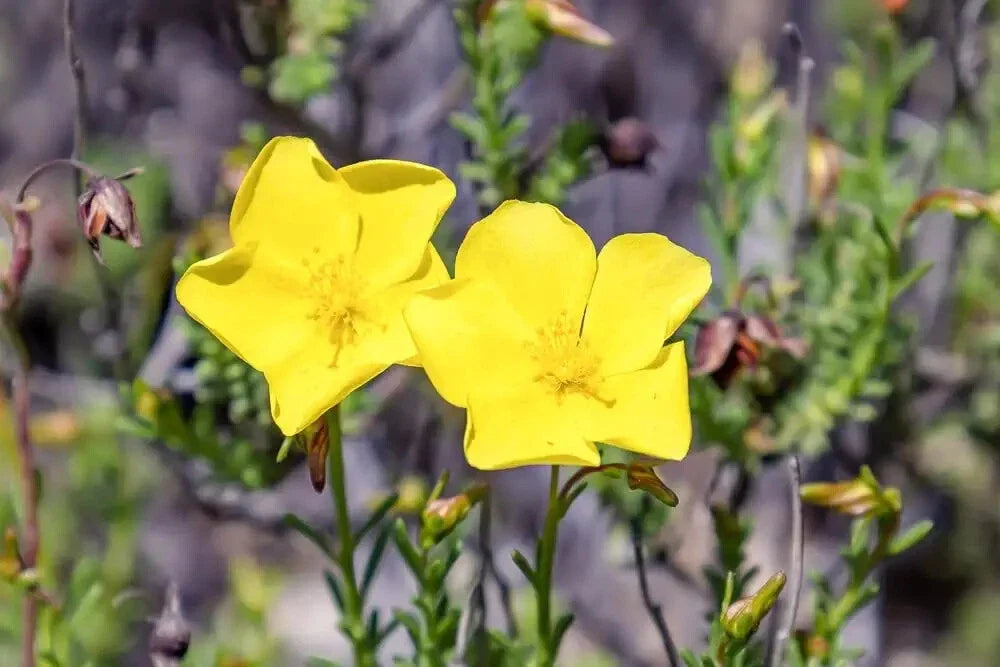 Dwarf Creeping Rock Rose Seeds - 50 Pack - Ground Cover - Fumana procumbens - Yellow Blooms - Drought-Tolerant Plant