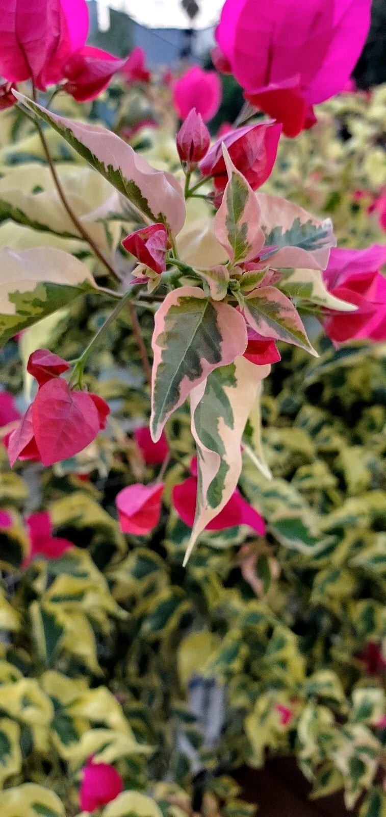 Bougainvillea Cuttings 3-Pack - Variegated Raspberry Ice - Bougainvillea spp. - Vibrant Pink Bracts for Garden and Containers