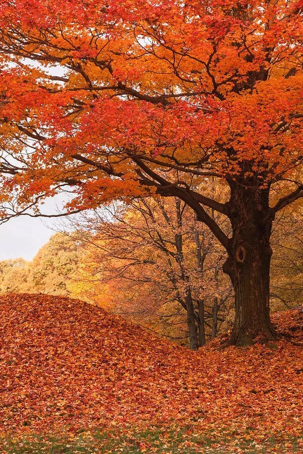 Maple Seedling Trees 2 Pack - Fast Growing Shade Trees with Vibrant Fall Foliage - Acer spp.