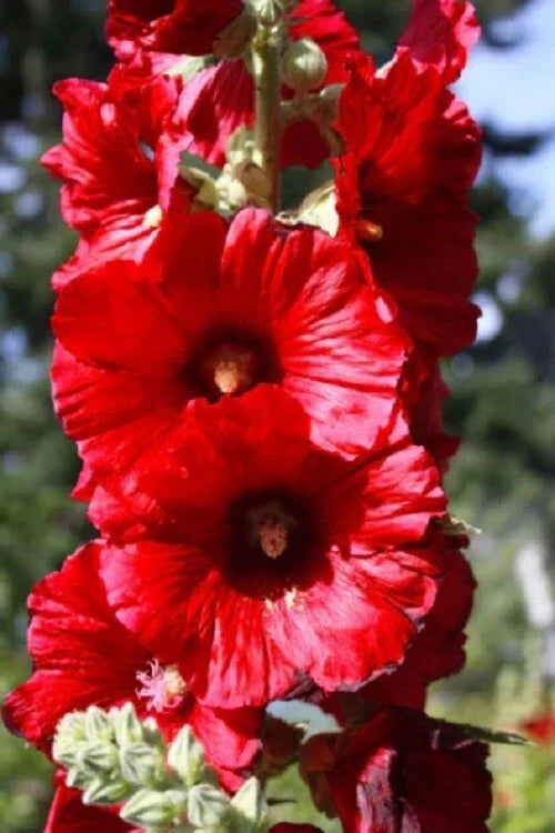 25 Bright Red Hollyhock Seeds | Perennial Flower Seeds | Alcea rosea | Easy to Grow, Attracts Pollinators, USA Seller