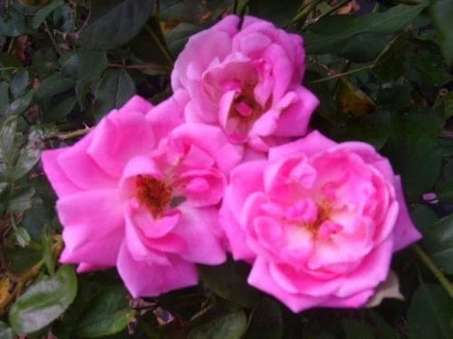 Blush Heirloom Antique Rose Plant - Double Pink Flowers - Rosa 'Old Bush Blush' - Own Root, Low Maintenance Perennial
