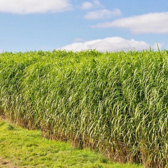 Switchgrass Seeds 1000+ Count Native Ornamental Perennial Panicum virgatum Fast Growing Prairie Grass