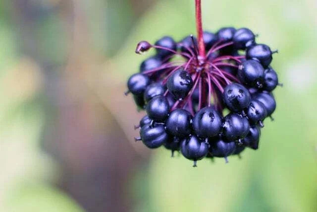 Siberian Ginseng Seeds - 10 Pack - Eleutherococcus senticosus - Healthy Root for Gardening - Adaptable, Low Maintenance
