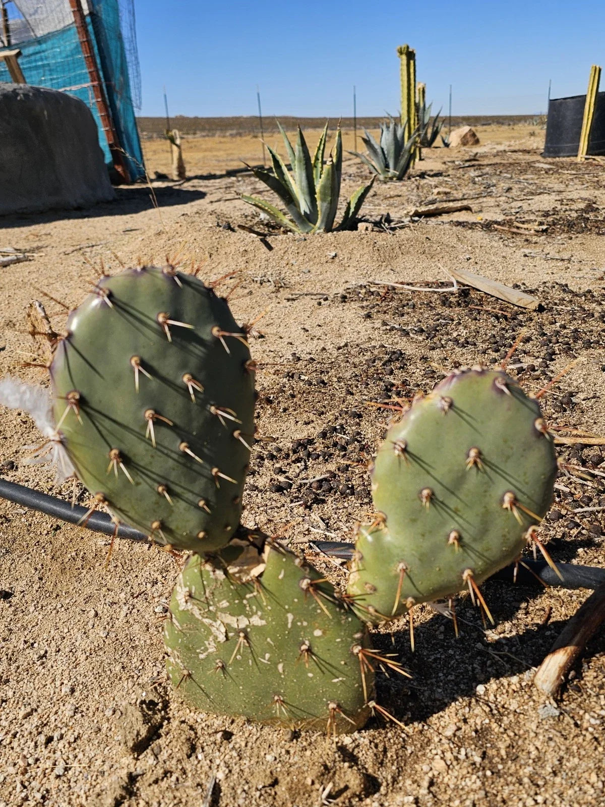 Coastal Prickly Pear Succulent - 2 Pads - Drought-Tolerant Cactus - Opuntia Littoralis - Indoor/Outdoor Garden Decor