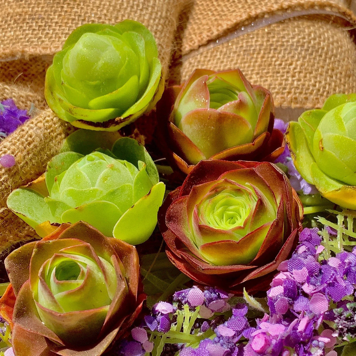 Mountain Rose Succulent Set - 6-Pack Rare Echeveria 'Perle von Nurnberg' - 1.5-Inch Indoor Houseplants for Home Decor