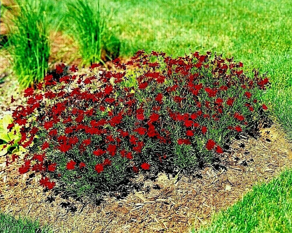 Dwarf Red Plains Coreopsis Seeds | 100 Seeds | Drought Tolerant Wildflower | Coreopsis tinctoria | Pollinator Friendly
