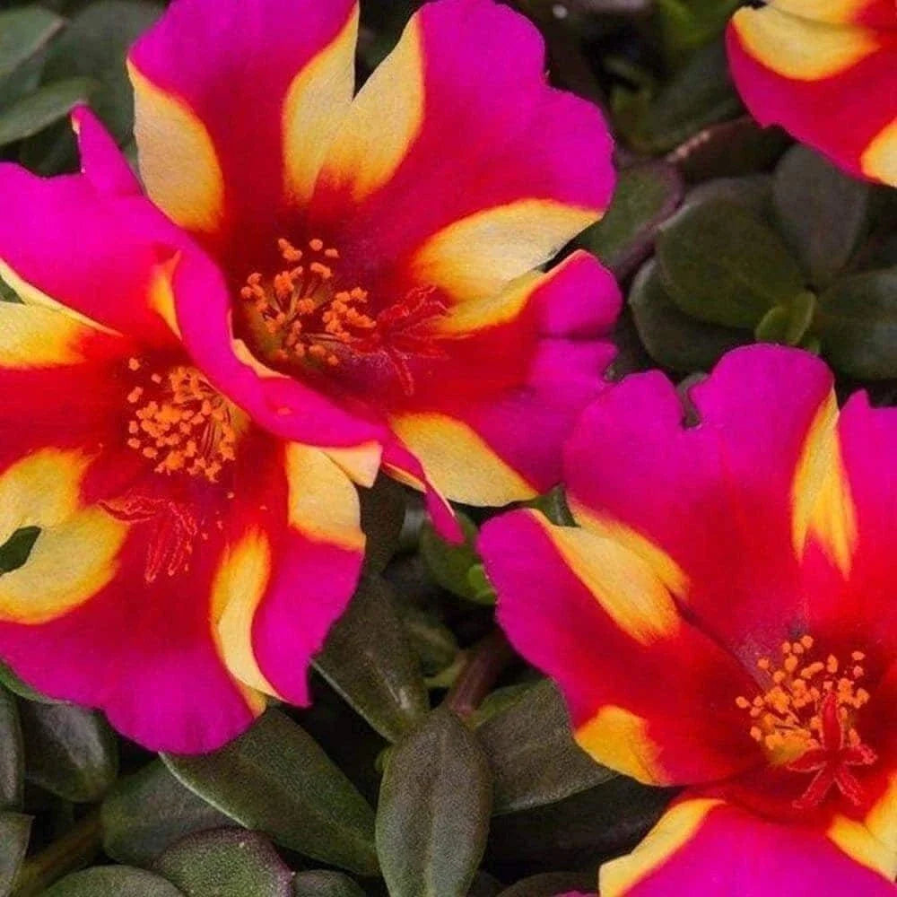 Watermelon Punch Succulent Seeds - Colorful Portulaca Oleracea - Drought-Tolerant Ground Cover - Edible Leaves - US Seller