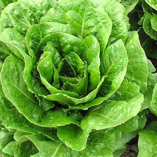 Buttercrunch Lettuce Seeds | Heirloom Non-GMO | AAS Winner | Lactuca sativa | 200 Seeds for Home Garden