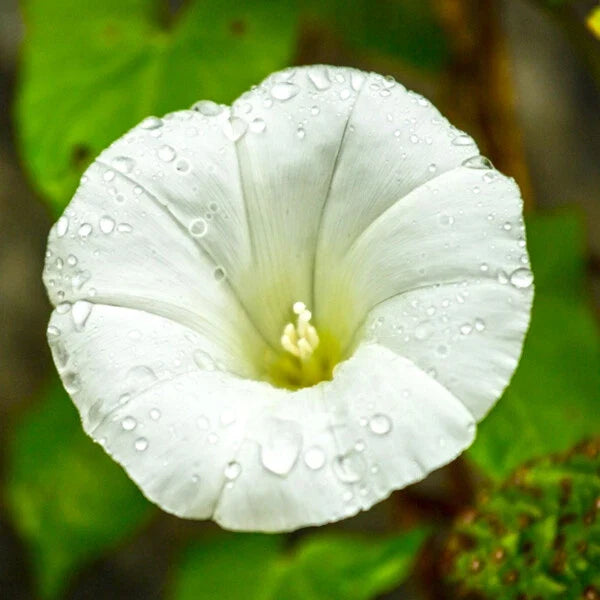 Pearly Gates Morning Glory Seeds | 4" White Flowers | Ipomoea purpurea | AAS Winner Seed Packet