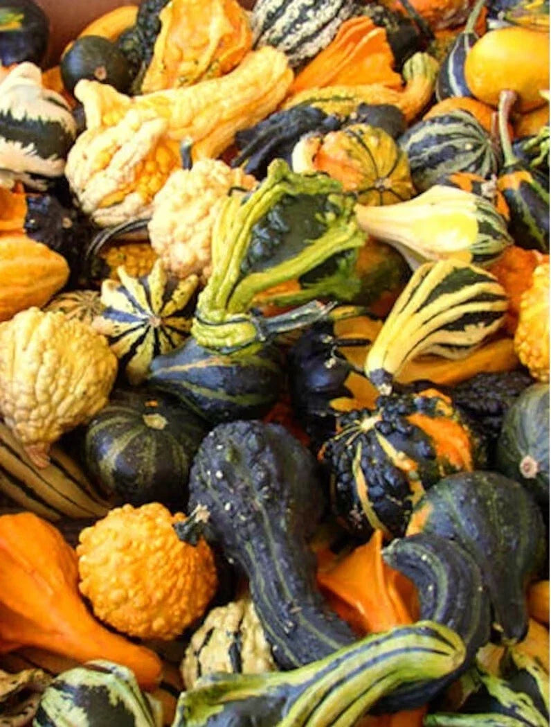Gourd Seeds Mix - Heirloom NON-GMO Variety for Planting - Cucurbita spp. - Small & Large Decorative Gourds