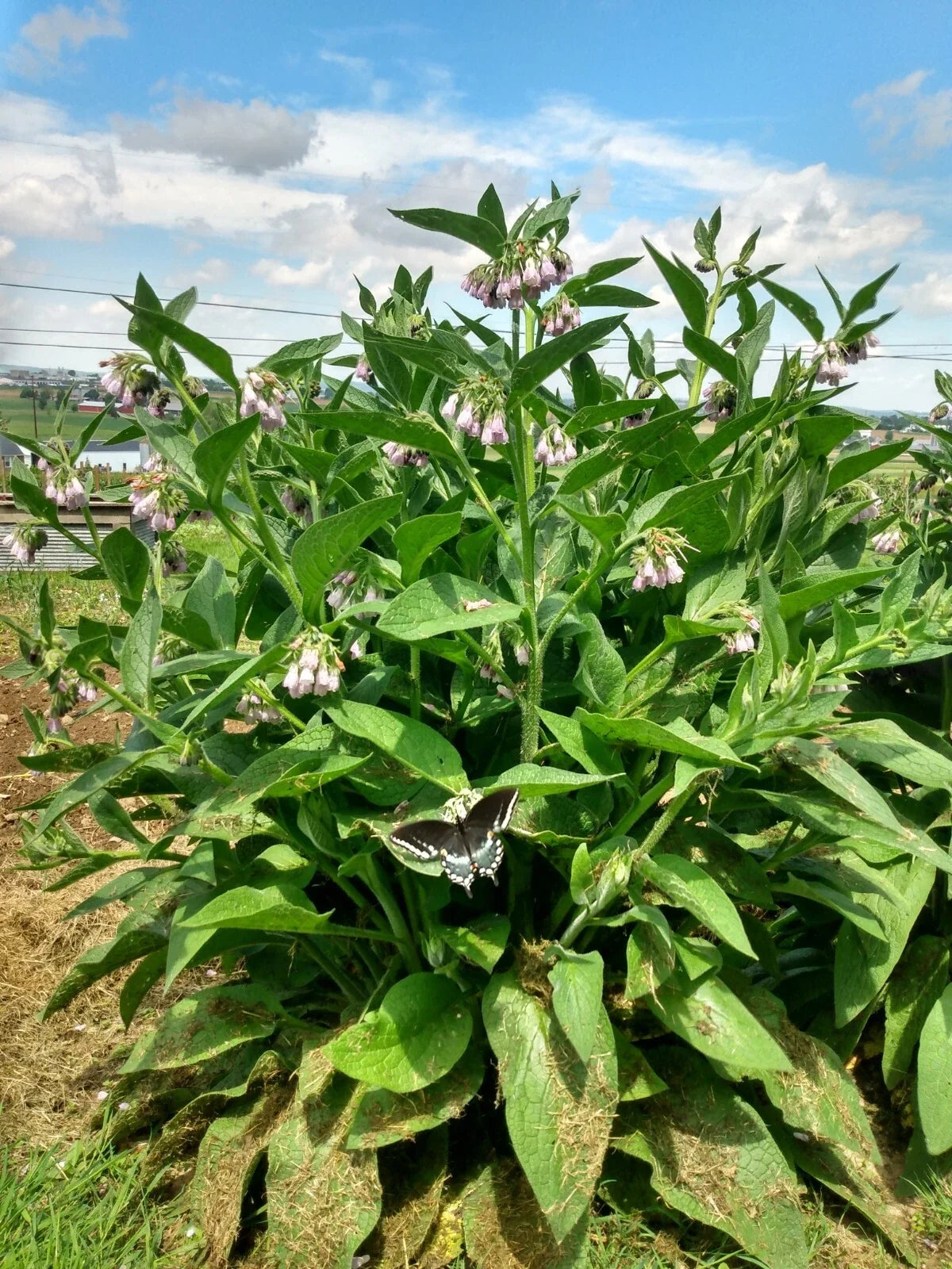 Comfrey Plant Cuttings - 12 Root Cuttings - Bocking #4 - Symphytum × uplandicum - Non-invasive Healing Herb for Gardens