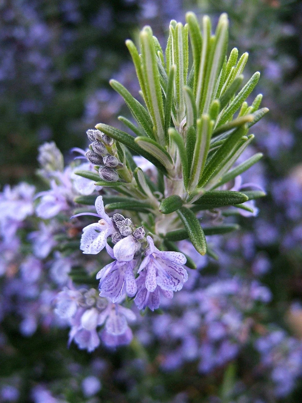Rosemary Seeds - Heirloom Non-GMO - Multiple Sizes - Rosmarinus officinalis - Aromatic Culinary Herb for Home Gardening