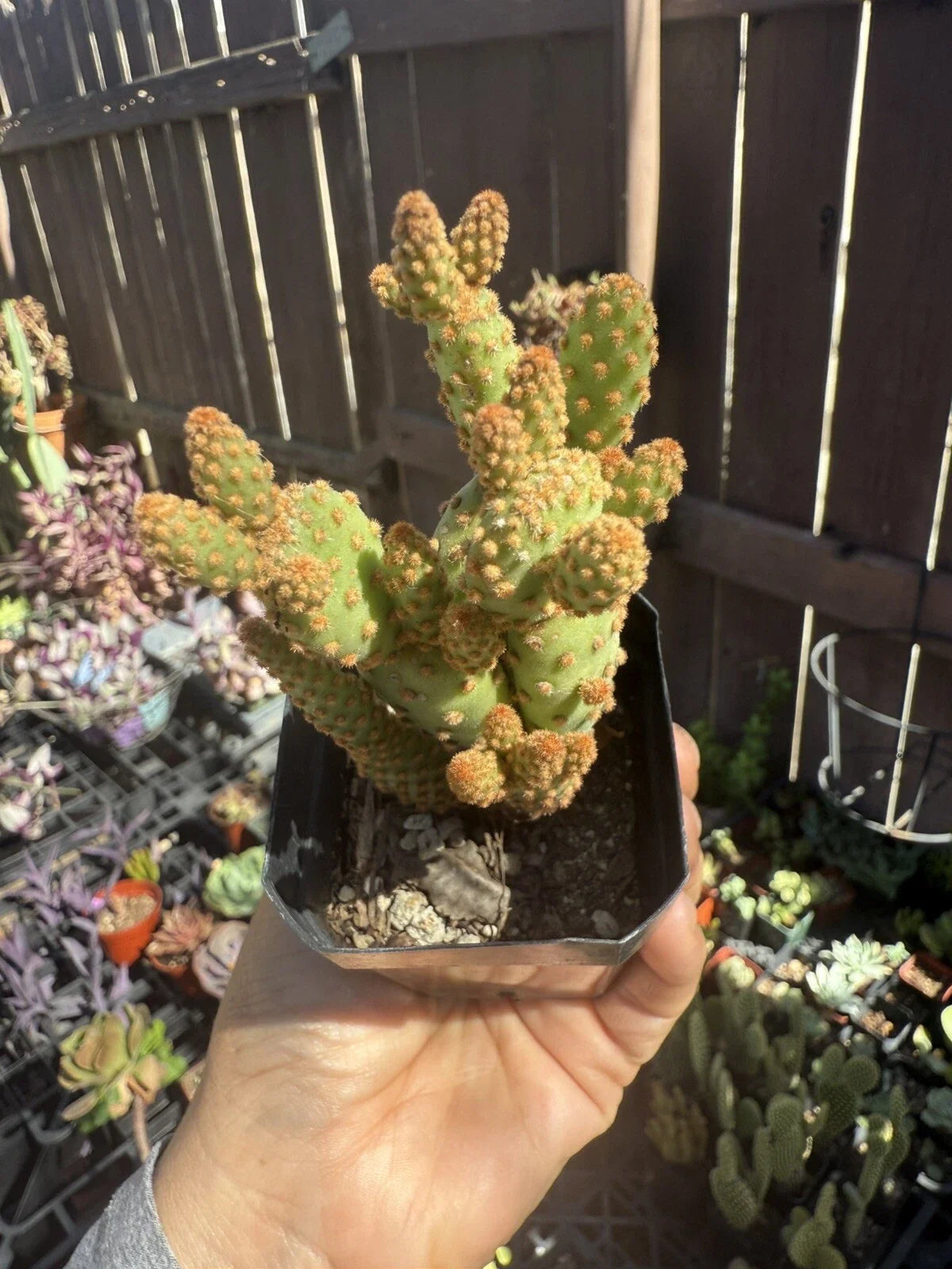 Mini Cinnamon Cactus Plant - Small Succulent - Opuntia rufida minima - Unique Desert Decor for Home and Garden