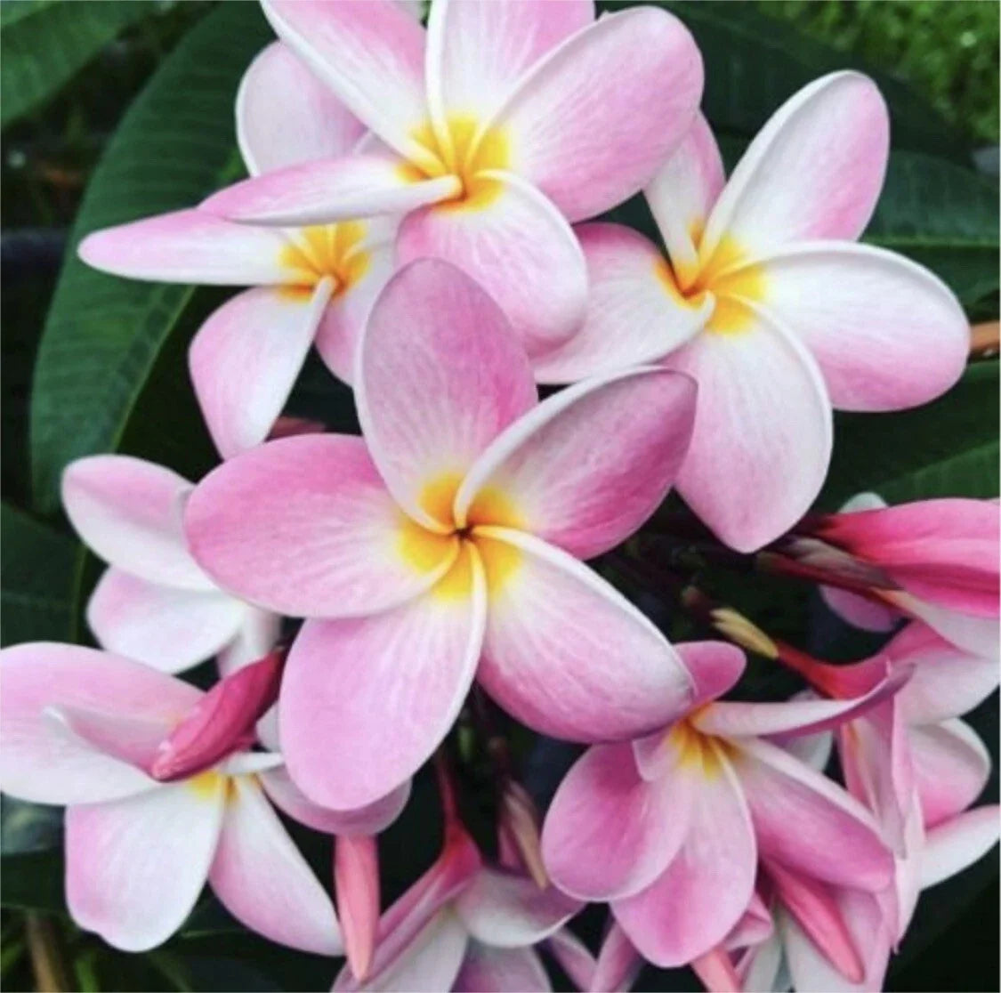 Rooted Plumeria Cutting - Pastel Pink - Frangipani Plant - Plumeria spp. - Easy Care Tropical Gardening