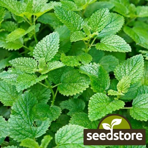Lemon Mint Seeds | Heirloom Non-GMO | Monarda citriodora | Aromatic Garden Herb Seeds for Culinary Use