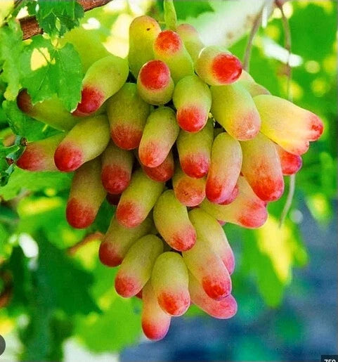 Manicure Fingers Grapes Cuttings - 3 Fresh Rooting Cuttings - Vitis vinifera - Sweet Flavor for Home Gardens
