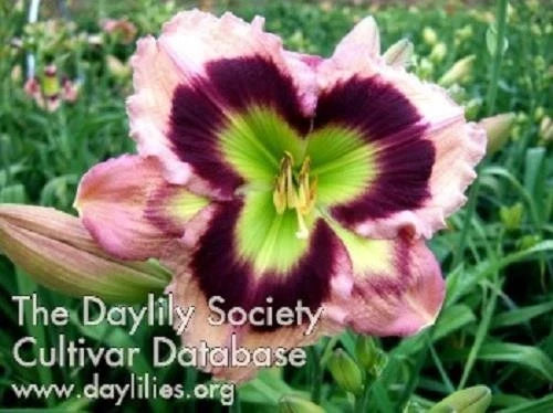 Live Daylily Plant 6" High Definition Hemerocallis spp. Rebloomer Perennial Flowering Garden Plant