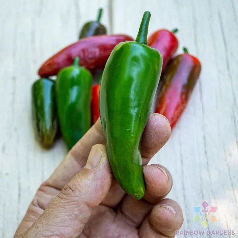 Pot-a-Peno Hot Pepper Seeds - 25+ Pack - Capsicum annuum - USA Grown, Non-GMO, Compact for Garden & Container Planting