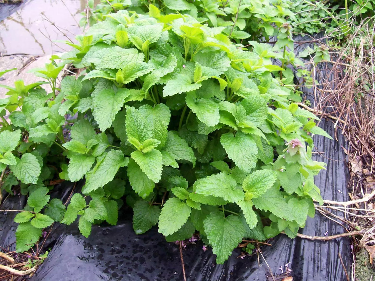 Lemon Balm Mint Live Plants Set of 3 - Melissa officinalis Herbal Perennial Starter for Culinary and Aromatic Use