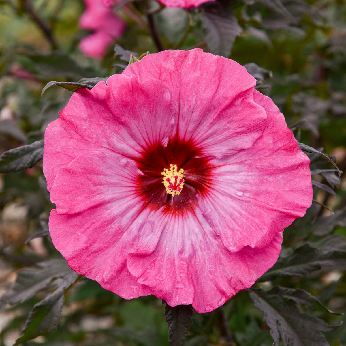 Bush Hibiscus Plant 2.5" Pot Inner Glow Big Pink Flower Hibiscus rosa-sinensis 'Inner Glow' for Garden or Container