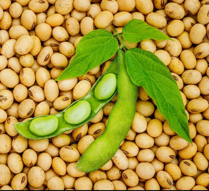 Bulk Soy Bean Seeds | 1 lb Non-GMO USA Soybeans for Planting or Cooking | Glycine max