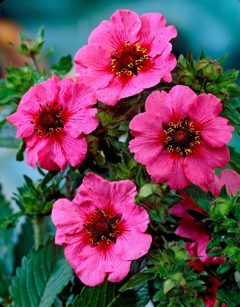 Potentilla Miss Willmott Seeds - 100 Count - Bright Pink Flowers with Red Centers - Potentilla fruticosa 'Miss Willmott'