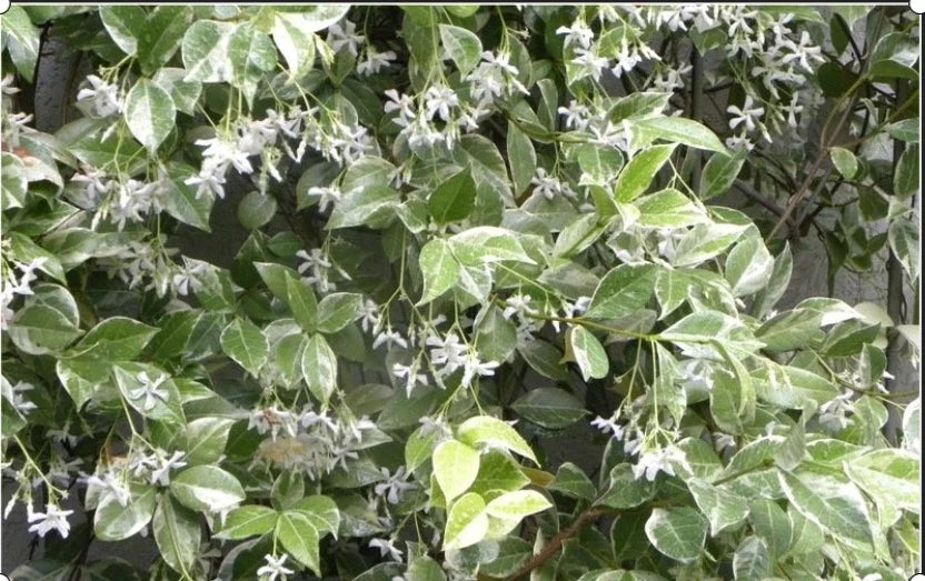 Variegated Confederate Jasmine Starter Plant - 4-Inch Pot - Trachelospermum jasminoides - Rooted for Easy Growth