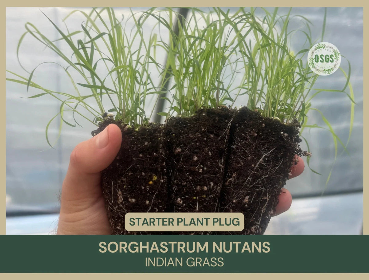 Indian Grass Starter Plant Plug | Sorghastrum nutans | Native Grass for Erosion Control & Landscaping