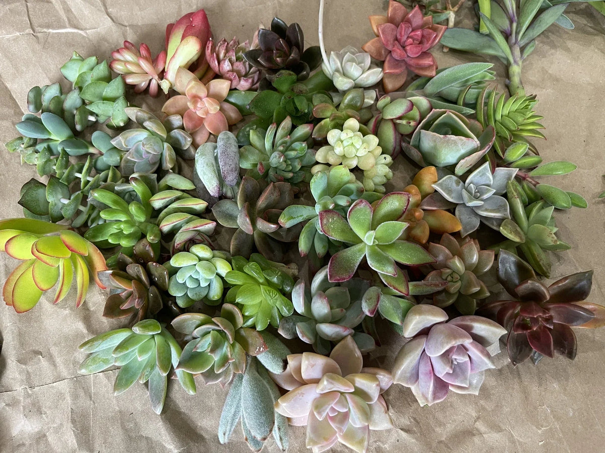 40 Plant Cuttings - Colorful Varieties for Gardening - Easy to Propagate - Various Species - Perfect for Indoor/Outdoor Projects