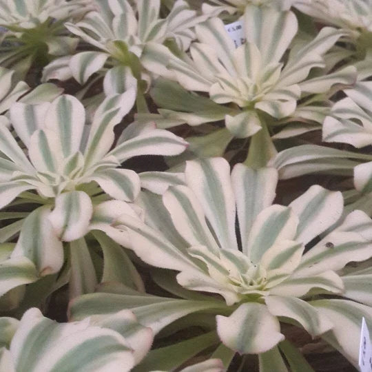 Aeonium Cutting - Variegated Rosette - Aeonium Luteovariegatum 'Sunburst' - Succulent for Indoor Gardening