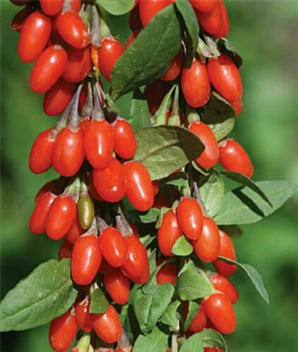 Goji Berry Plants - 3 Rooted Set - Organic Superfood - Lycium barbarum - Nutrient-Rich Berries for Home Garden