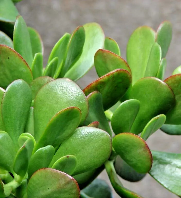 Succulent Crassula Ovata 4-6" Green Jade Money Plant Tree with White Blooms - Live Indoor Plant for Luck and Prosperity