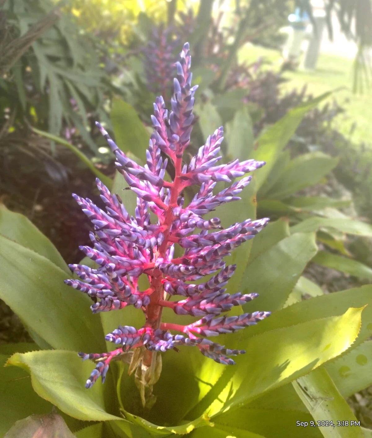 Aechmea Blue Tango Bromeliad Offshoot - Tropical Houseplant - Air-Purifying Indoor Decoration - Aechmea 'Blue Tango'