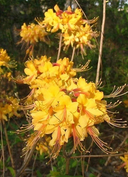 Aromi Azalea Starter Plant - Dormant Deciduous Rhododendron - Fragrant Spring Blooms - Perfect for Gardens and Landscapes