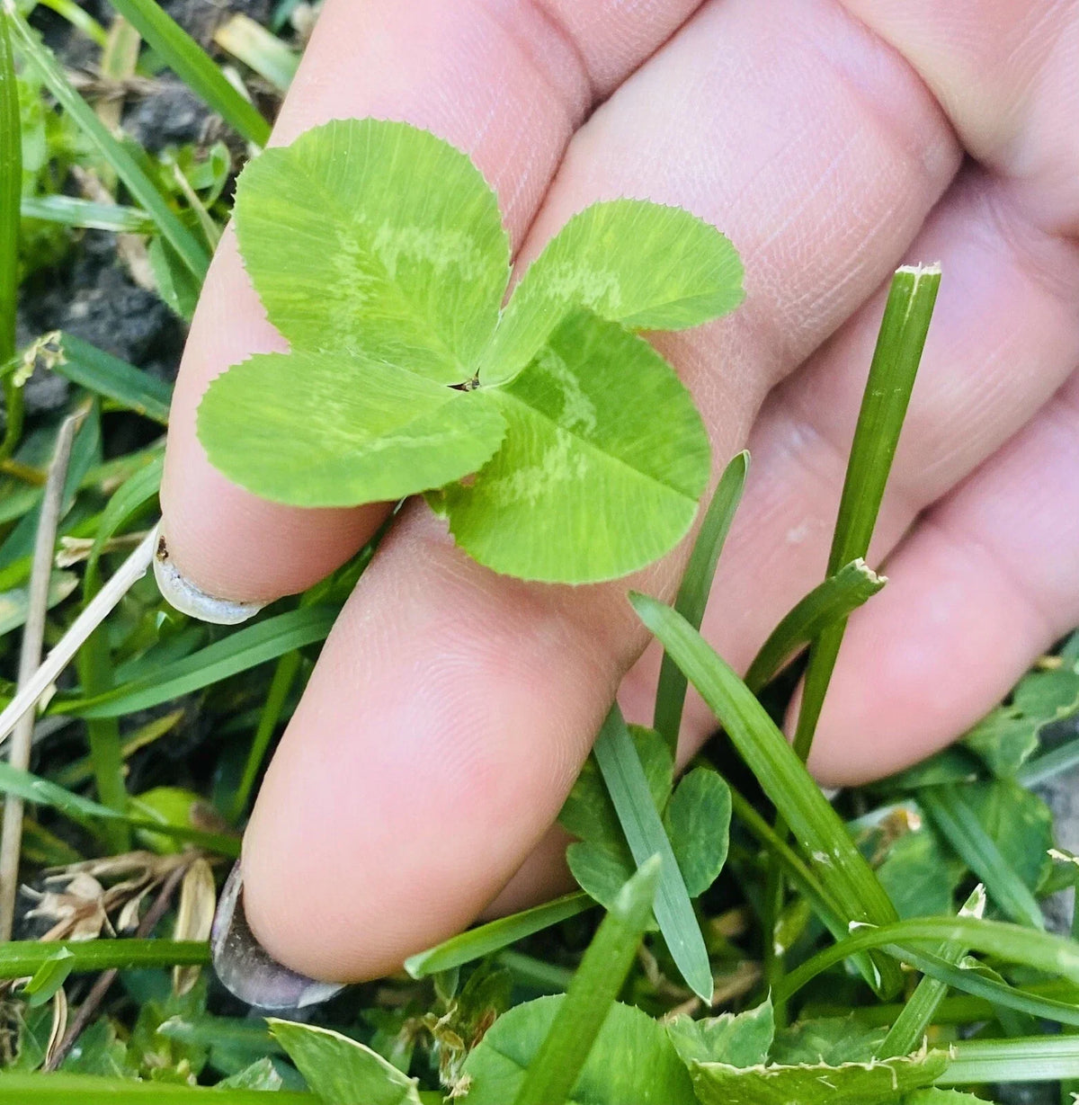 Rare 4 Leaf Clover Plant - Hand-Picked Lucky Gift - Trifolium repens - Dried and Preserved for Home Décor and Collectors