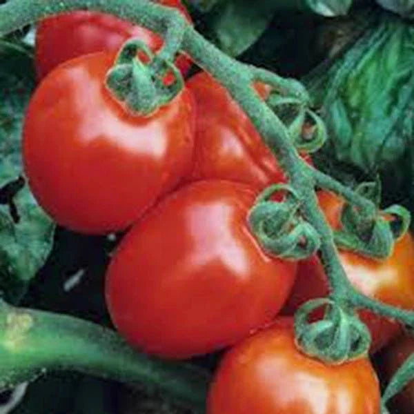 Italian Roma Tomato Seeds - Heirloom Non-GMO - Organic Garden Planting - Solanum lycopersicum - 50 Seeds per Packet