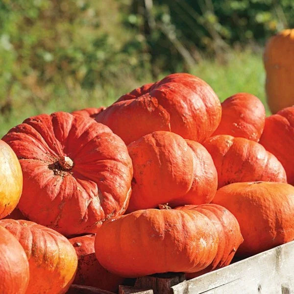 Cinderella Pumpkin Seeds - Heirloom Rouge Vif D'Etampes - Organic Non-GMO - Cucurbita pepo - 15 Seeds per Pack