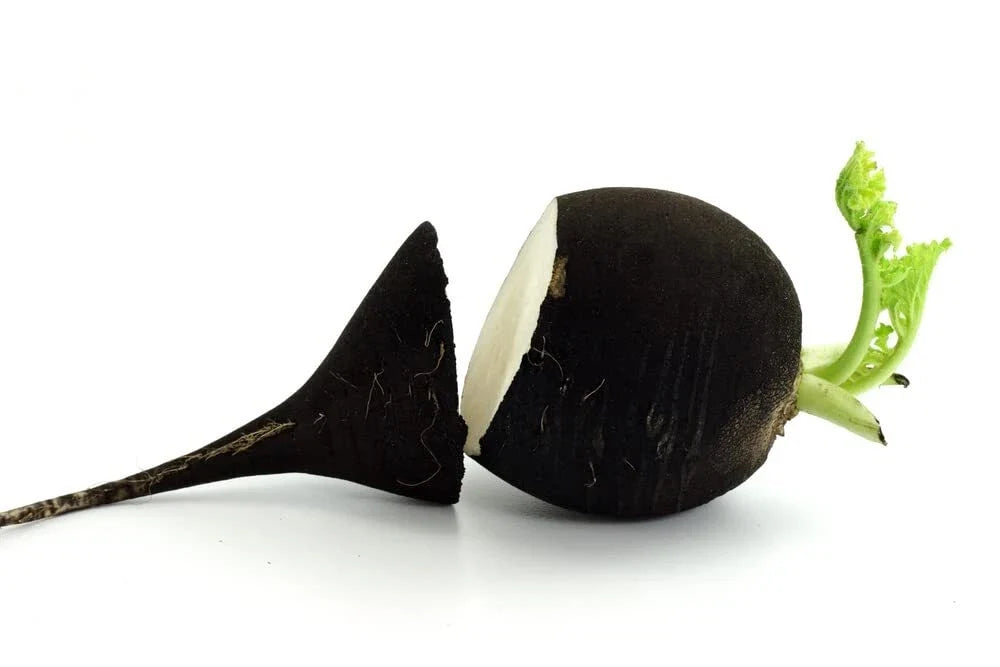 Black Radish Seeds - 250+ Rare Vegetable Seeds for Planting - Raphanus sativus - Unique Black Skin, Crunchy White Interior
